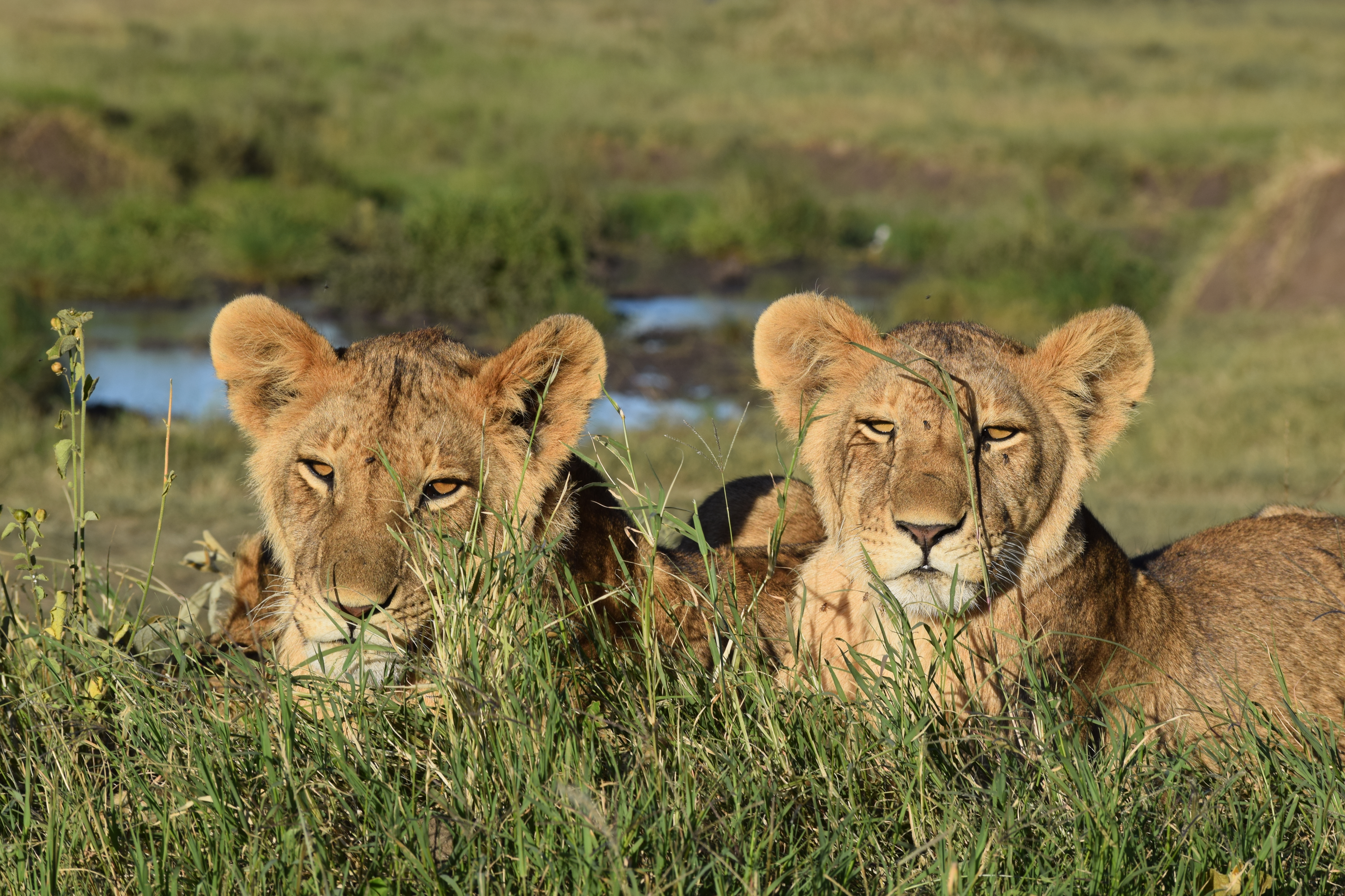 2 Days of Northern safari Wildlife Encounters